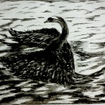 Swan in Solitude2