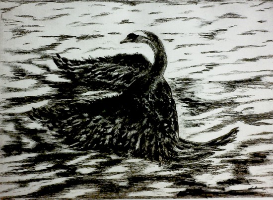 Swan in Solitude